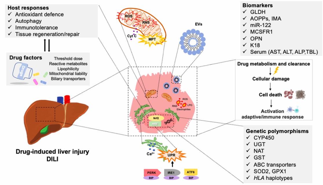 Mechanisms and biomarkers of drug-induced liver injury.