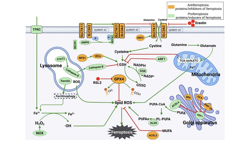 Mechanism of Ferroptosis. (Liu, Xuan, et al., 2022)