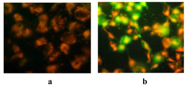 JC-1 dye accumulates in the mitochondria of healthy cells as aggregates (red-orange fluorescing)