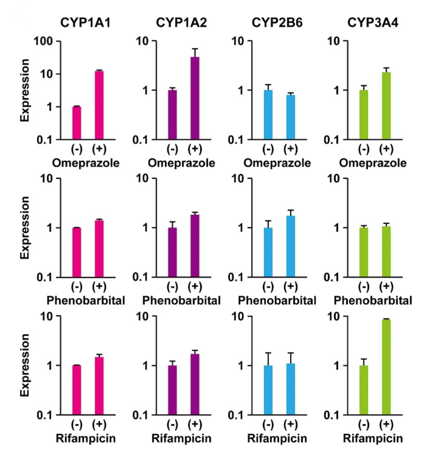 Fig.1 CYP mRNA induction after drug treatment. (Nishiwaki, et al., 2020)