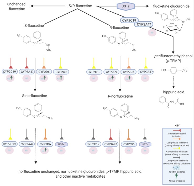 Fig.1 Disposition pathways of fluoxetine. (Deodhar, et al., 2021)