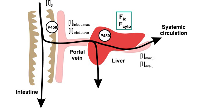 Fig. 1 Inhibitor inactivates CYP in the intestine and liver. (Filppula, A. M., et al, 2019)