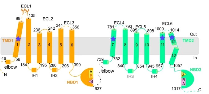 Fig.1 Structure of BSEP. (Liu, et al., 2023)