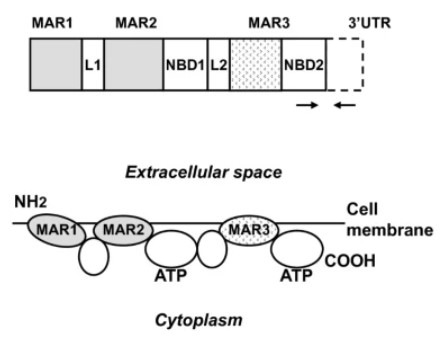 Fig.1 Structure of MRP3. (Kuan, et al., 2010)