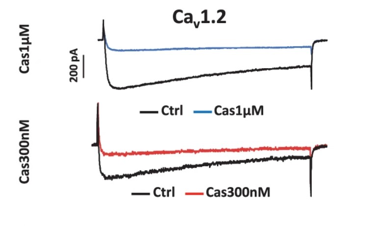 Fig.1 The calciseptine inhibited Cav1.2-mediated calcium currents. (Mesirca, et al., 2024)