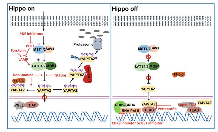Cancer Resistance Targeting the Hippo Pathway. (Zeng, Renya, and Jixin Dong, 2021)