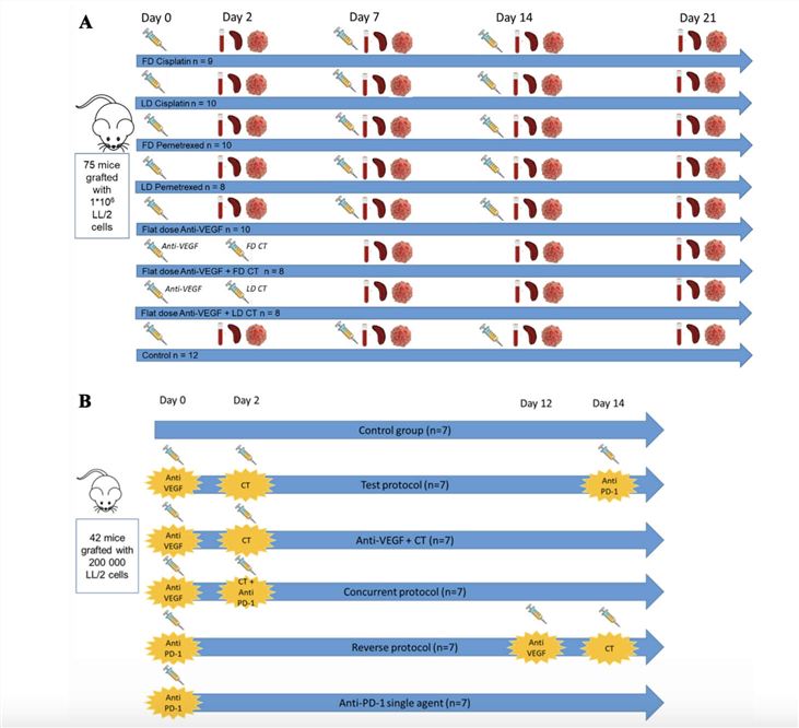 Summary of the Experimental Designs of Anti-VEGF/cytotoxics/anti-PD-1 Combination in Lung Cancer Mice Model. (Sicard, Guillaume, et al., 2024)