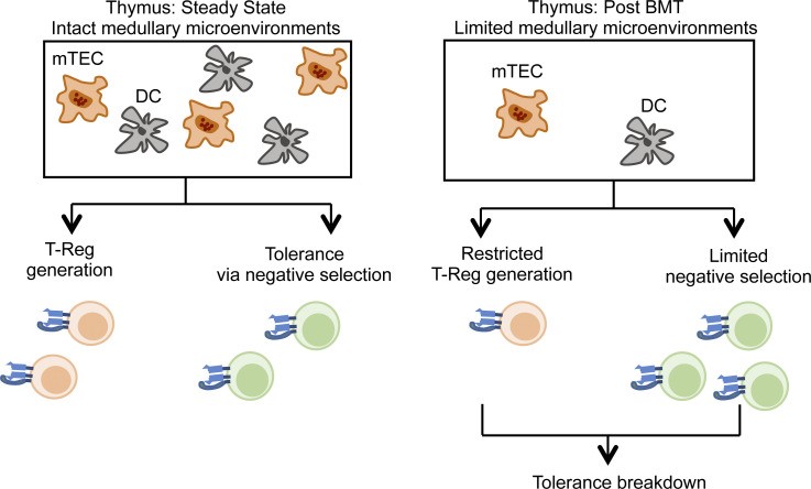 Fig.1 Loss of thymic tolerance following bone marrow transplant. (OA Literature)