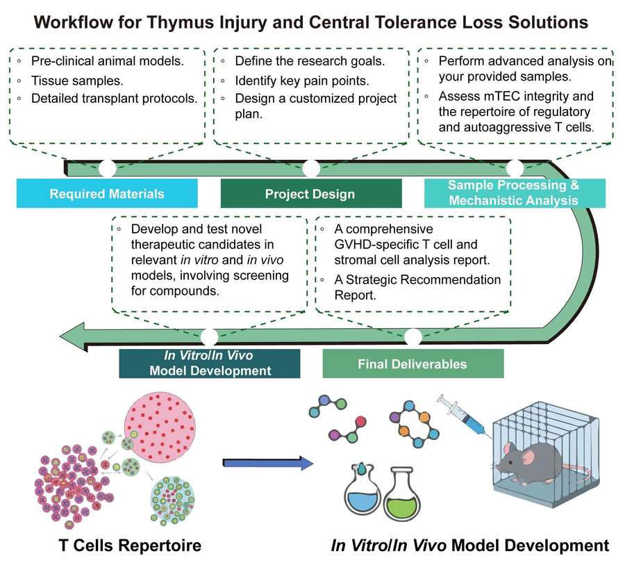 A simple procedure for thymus injury and central tolerance loss solutions. (Creative Biolabs Original)