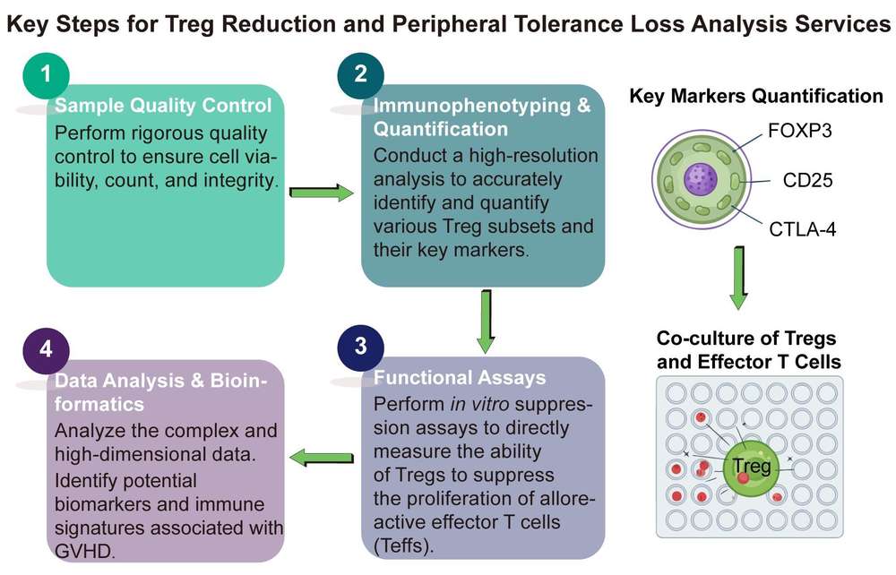 Fig.1 Model depicting Treg cell suppressive mechanisms in GVHD. (OA Literature)