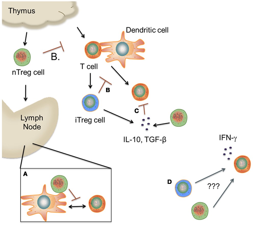A simple procedure for Treg reduction and peripheral tolerance loss analysis services. (Creative Biolabs Original)