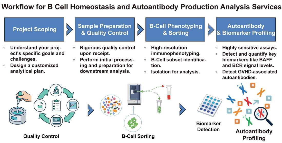 A simple procedure for B cell homeostasis and autoantibody production analysis services. (Creative Biolabs Original)