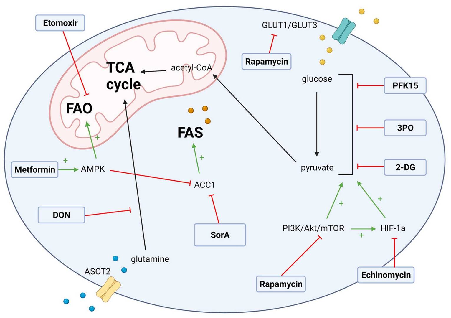 Fig.2 T cell metabolic drivers of GVHD. (OA Literature)