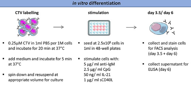 Fig.1 Schematic of plasma cell differentiation. (OA Literature)