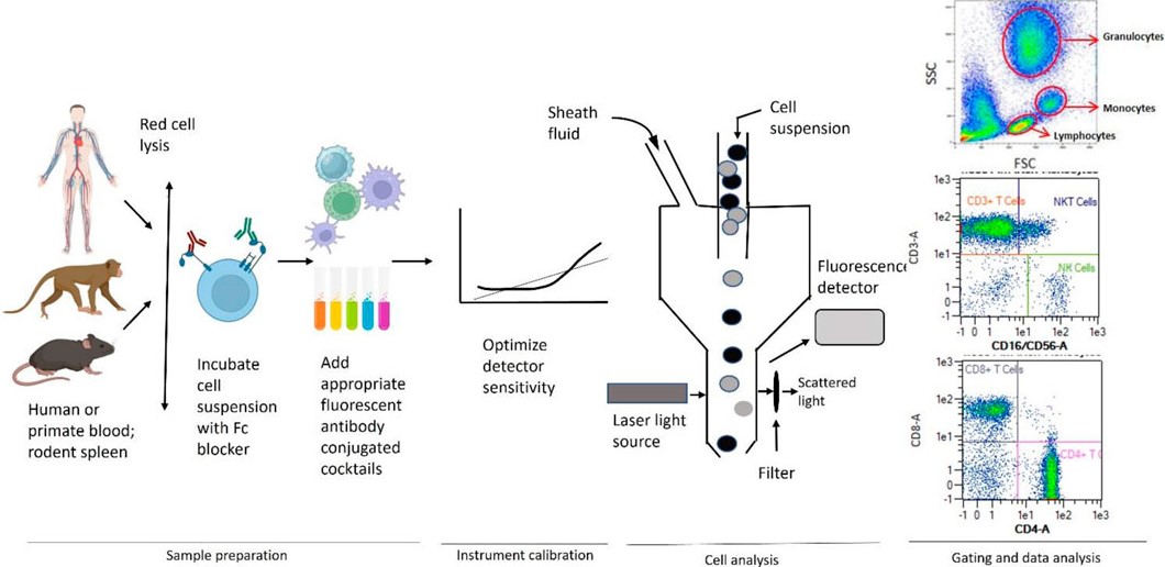 Fig.1 Immunophenotyping process by flow cytometry. (OA Literature)