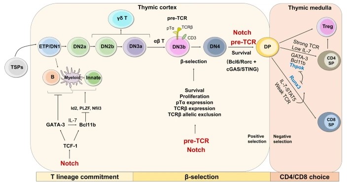 Fig.1 Thymocyte development. (OA Literature)