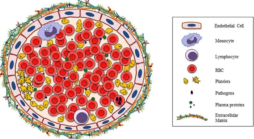 Fig.1 Red blood cells interact with the relevant cells or components in vessel. (OA Literature)