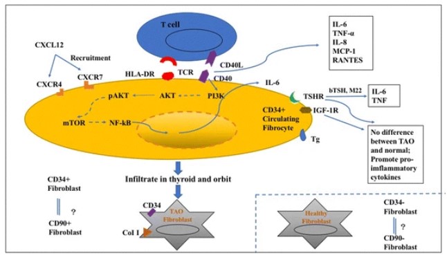 Fig.1 Fibrocytes model in the thyroid-associated orbitopathy pathogenesis. (OA Literature)