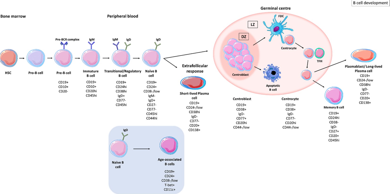 Fig.1 B cell development. (OA Literature)