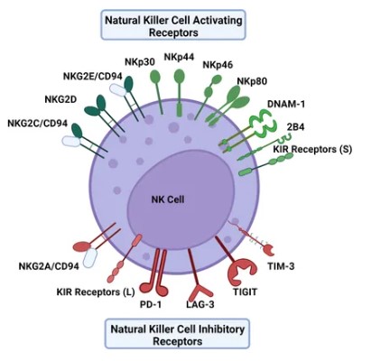 Fig.1 NK cell marker. (OA Literature)