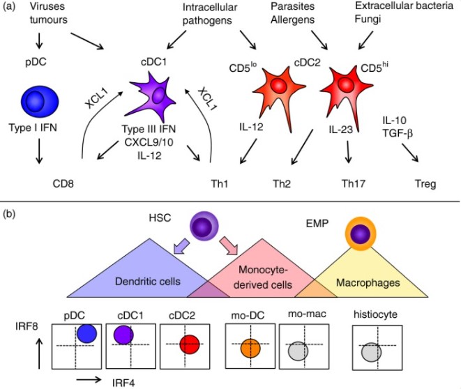 Fig.1 Specialization of human dendritic cells. (OA Literature)