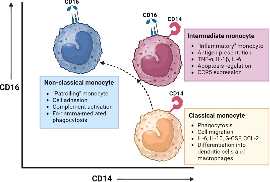 Fig.1 Monocytes subsets and their function. (OA Literature)