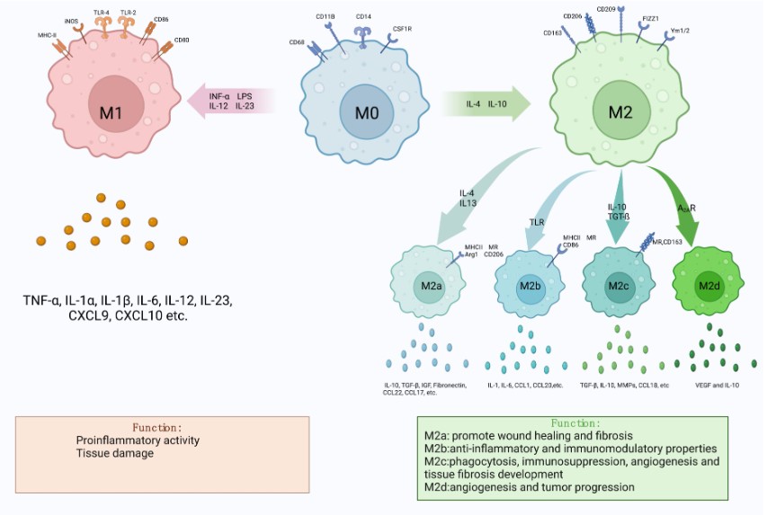Fig.1 Macrophage polarization. (OA Literature)