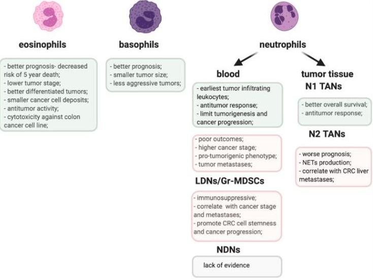 Fig.1 Schematic of pro- tumorigenic (pink) and anti-tumorigenic (green) activities of granulocyte populations. (OA Literature)