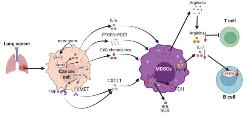 Fig.1 The role of MDSCs in lung cancer. (OA Literature)