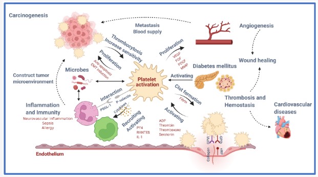 Fig.1 Role of platelets. (OA Literature)