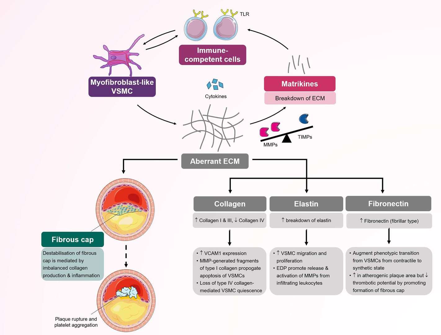 Fig.1 The phenotypic switch of VSMCs: Implications for atherosclerosis pathogenesis. (OA Literature)