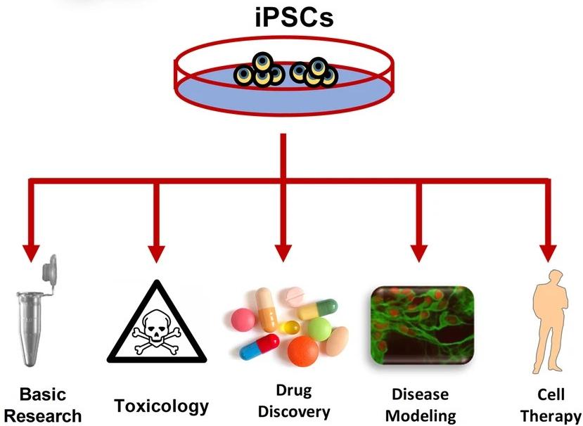 Fig.1 The iPSC-based technologies and their applications. (OA Literature)