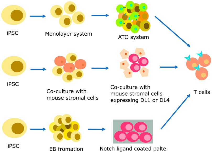 Fig.2 Differentiation strategies for iPSC-derived T lymphocytes. (OA Literature)