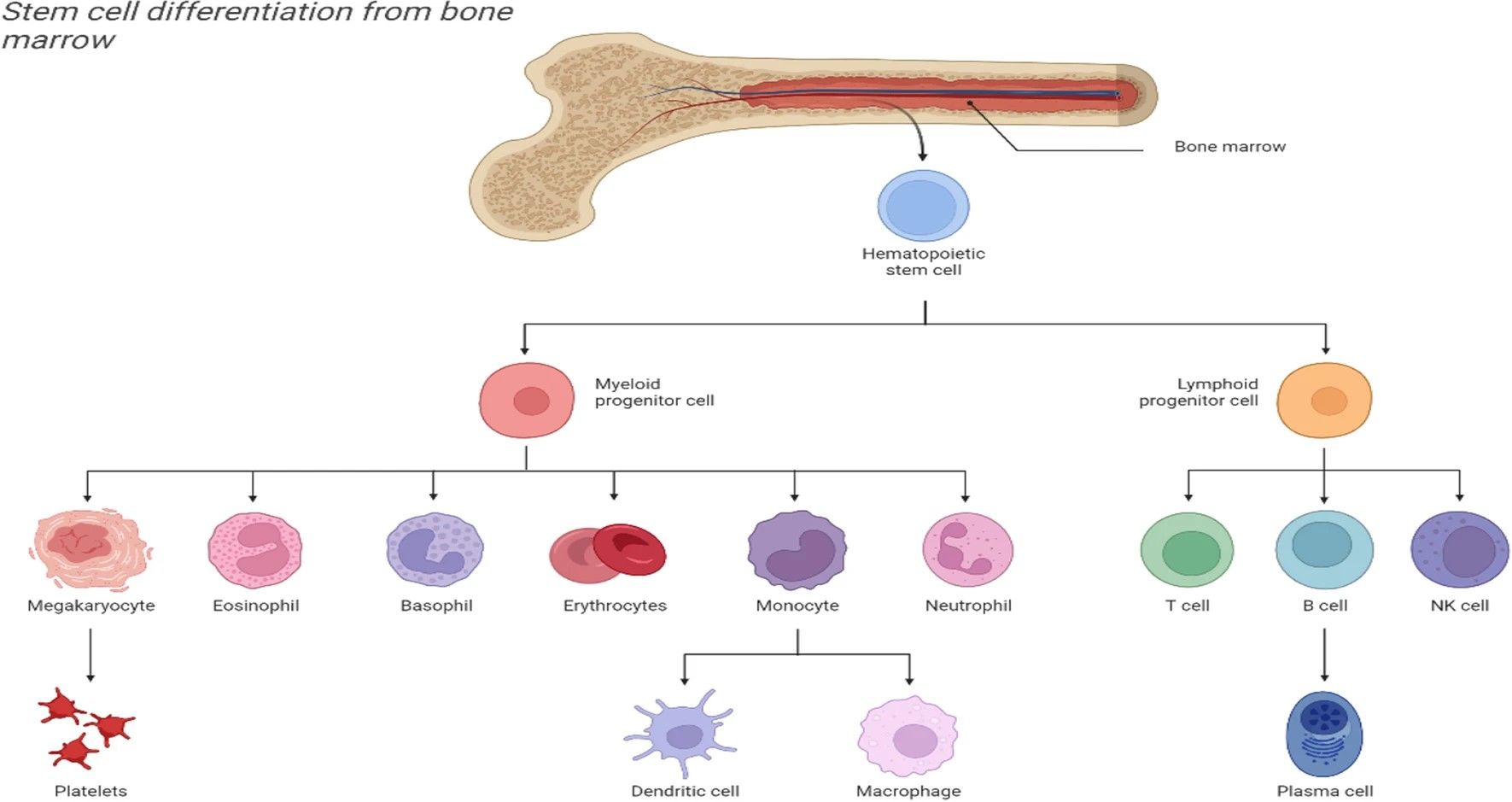 Fig.1 Deciphering the differentiation landscape of bone marrow HSCs. (OA Literature)