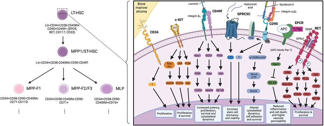 Fig.1 HSC markers and their functional crosstalk. (OA Literature)