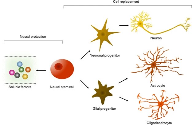 Fig 1. Neural progenitor cell differentiates into neurons, astrocytes, and oligodendrocytes. (OA Literature)