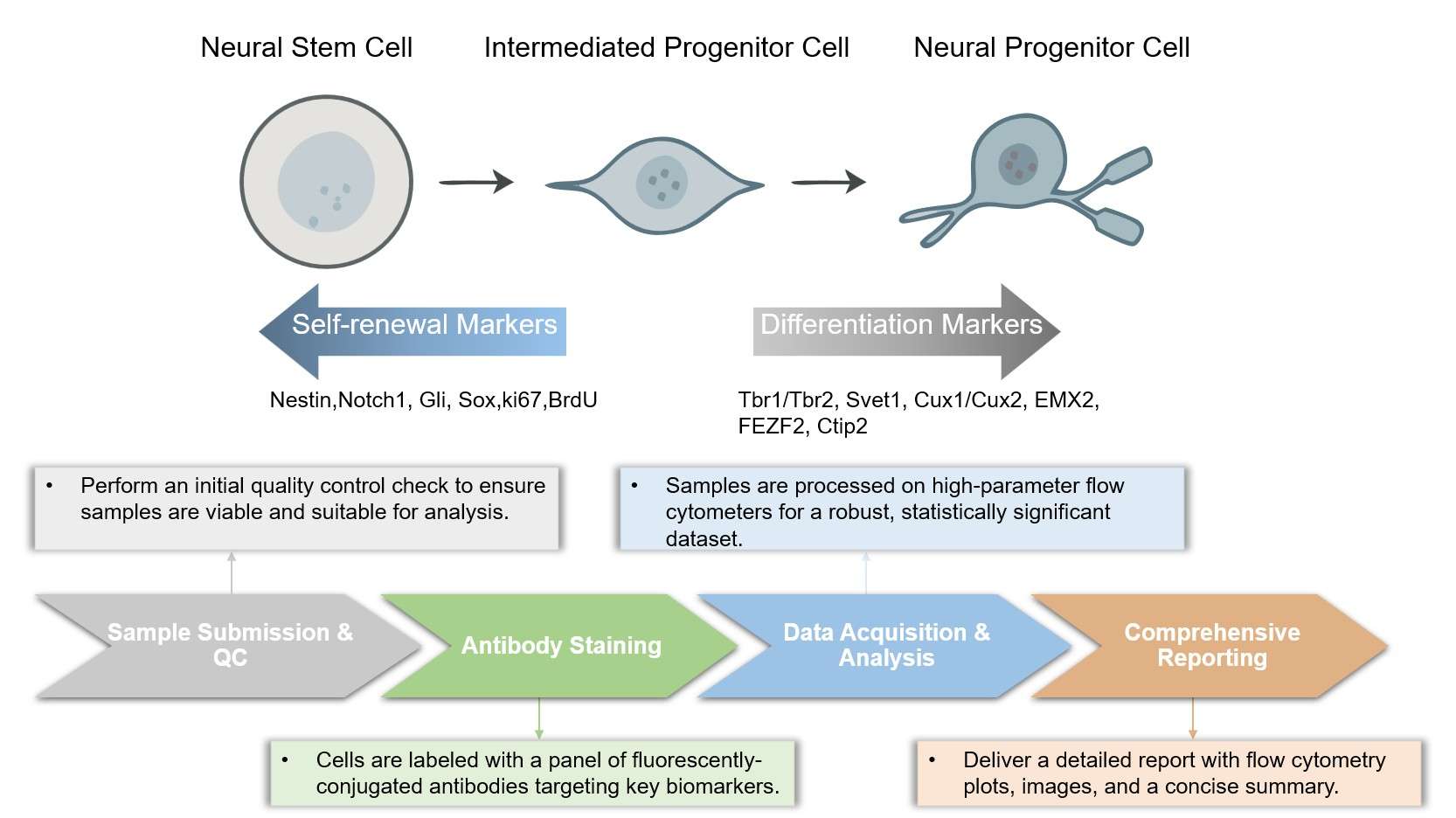 Core steps of neural progenitor cell immunophenotyping. (Creative Biolabs Original)
