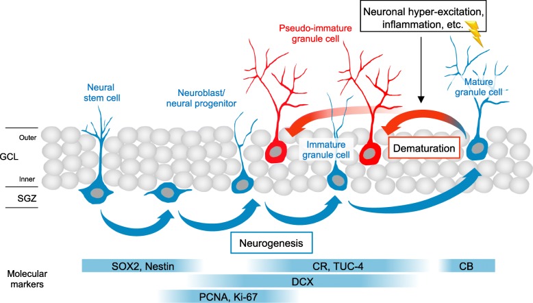 Fig 1. Dematuration and neurogenesis of immature neuron cells. (OA Literature)