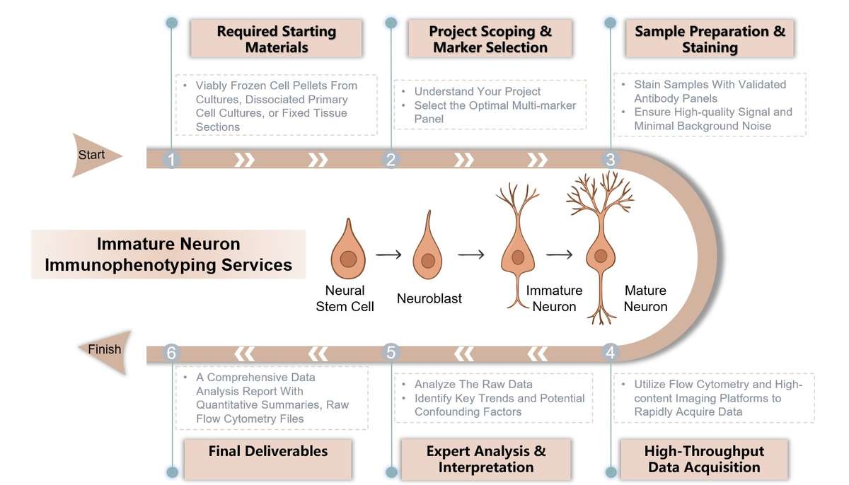 Core steps of immature neuron immunophenotyping. (Creative Biolabs Original)