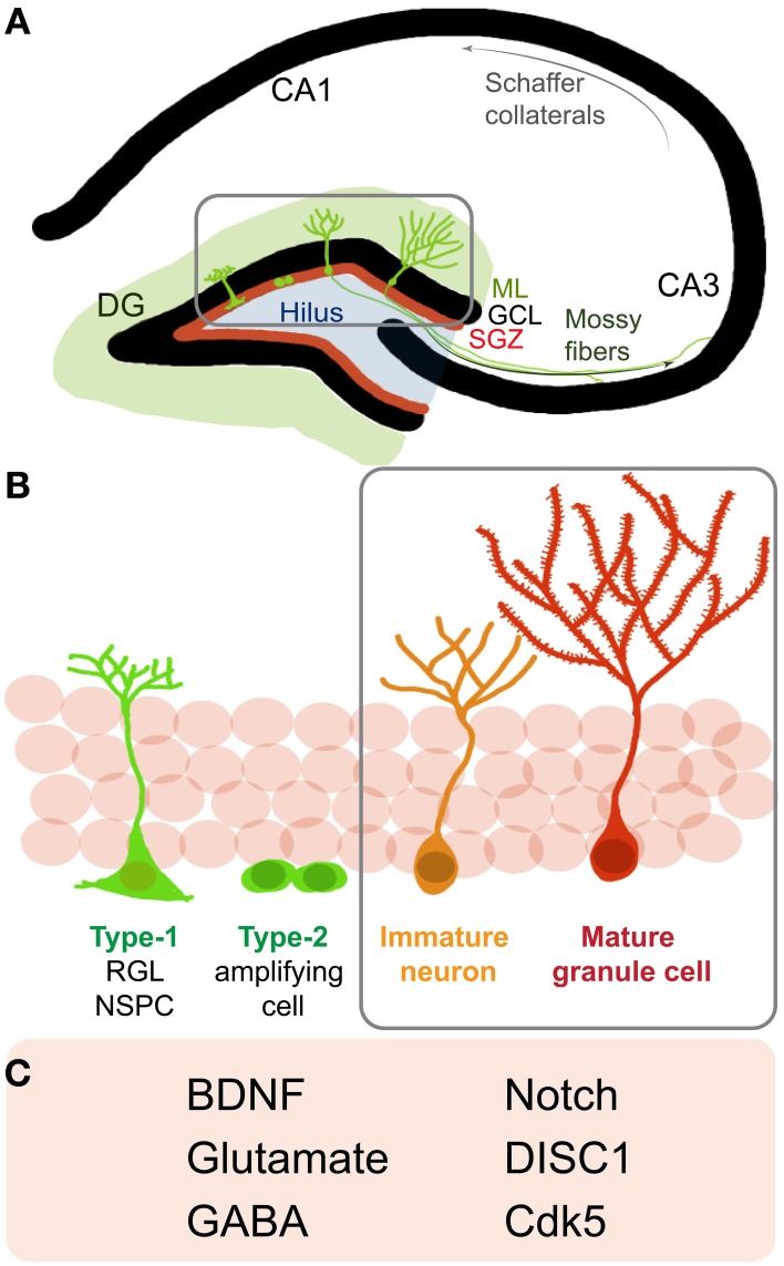 Fig 1. Neural circuitry and neurogenesis pathways. (OA Literature)