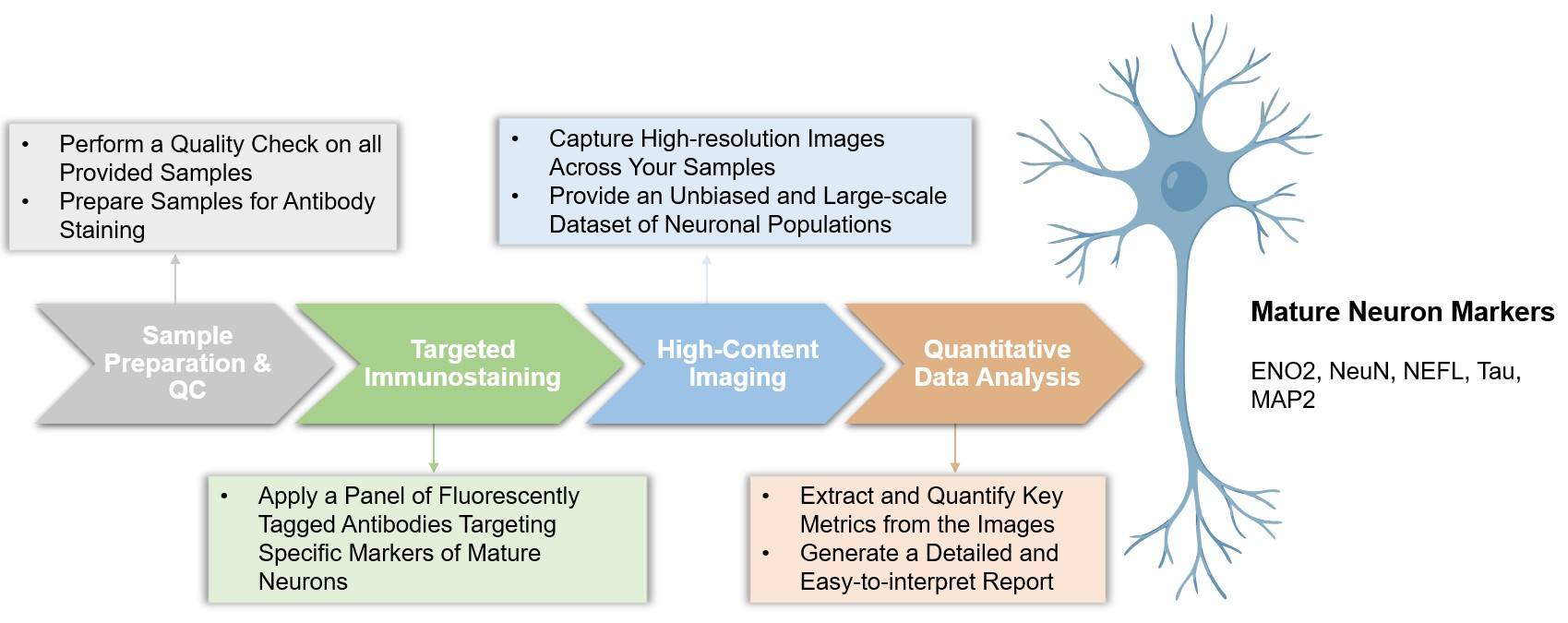 Core steps of mature neuron immunophenotyping. (Creative Biolabs Original)