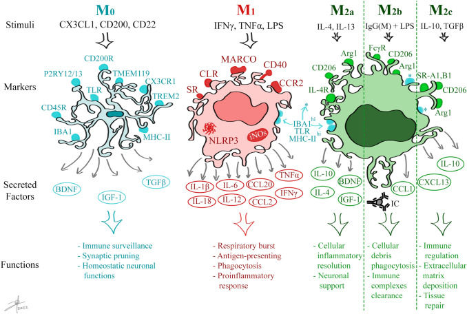 Fig 1. Microglial activation: states, defining markers, and functional roles. (OA Literature)