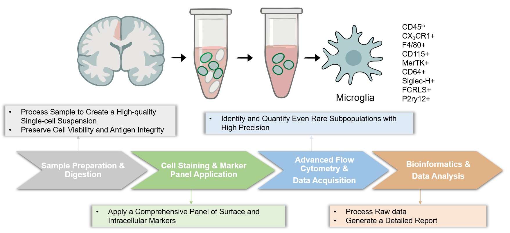 Core steps of microglia immunophenotyping. (Creative Biolabs Original)