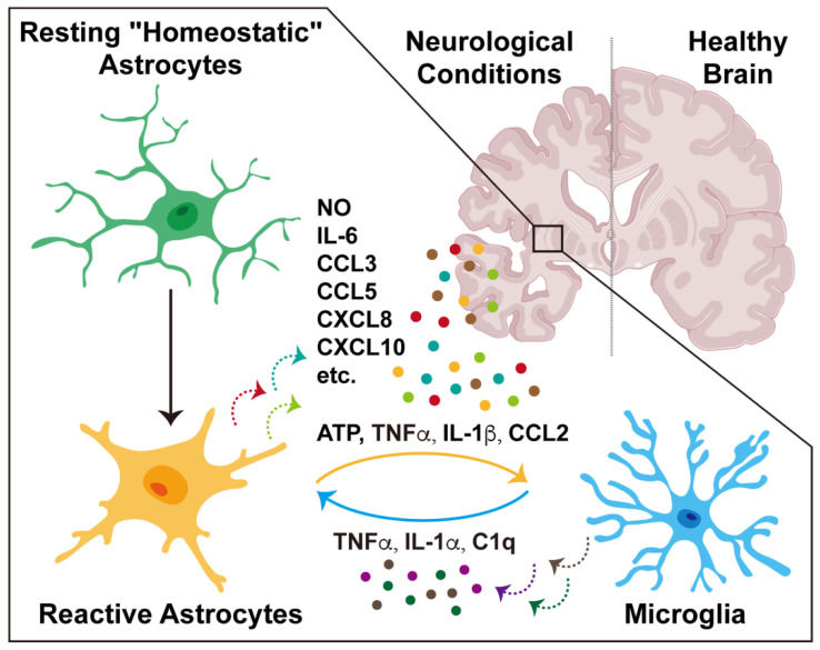 Fig 1. Astrocyte Transition in Neuroinflammatory Conditions. (OA Literature)