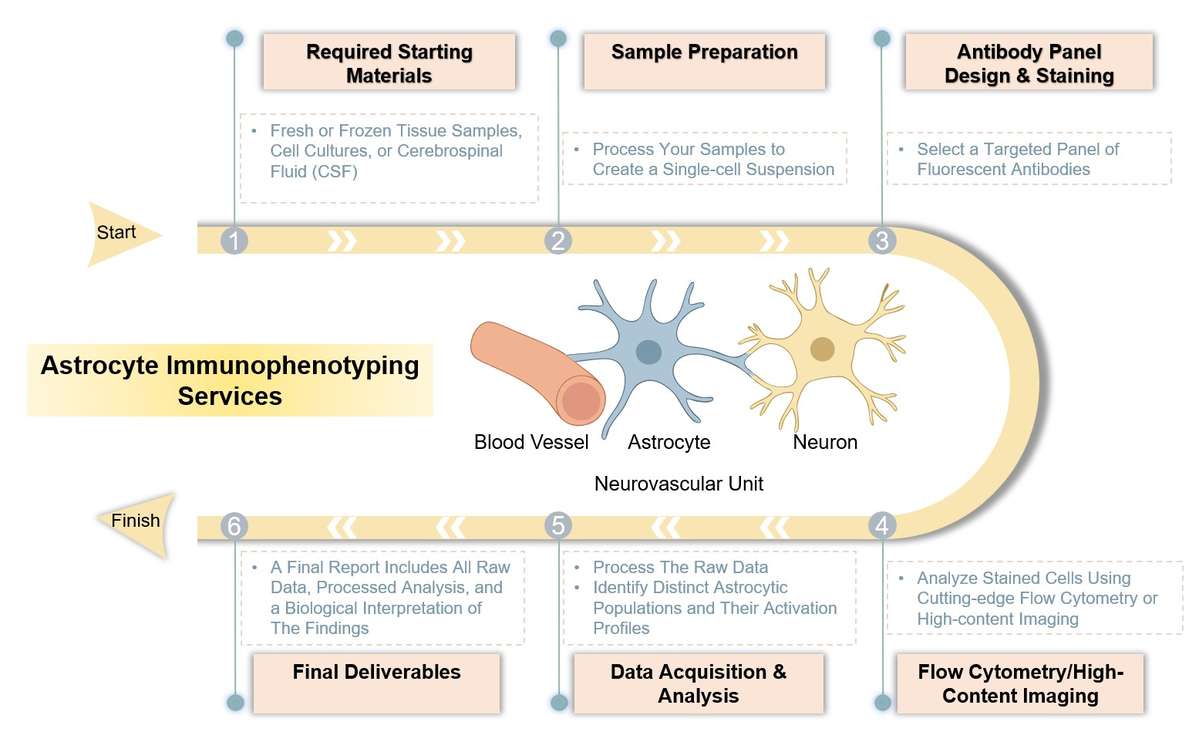Core steps of astrocyte immunophenotyping. (Creative Biolabs Original)