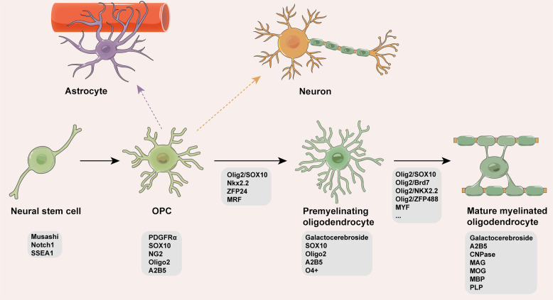 Fig 1. Oligodendrocyte Lineage Differentiation and Marker Progression. (OA Literature)