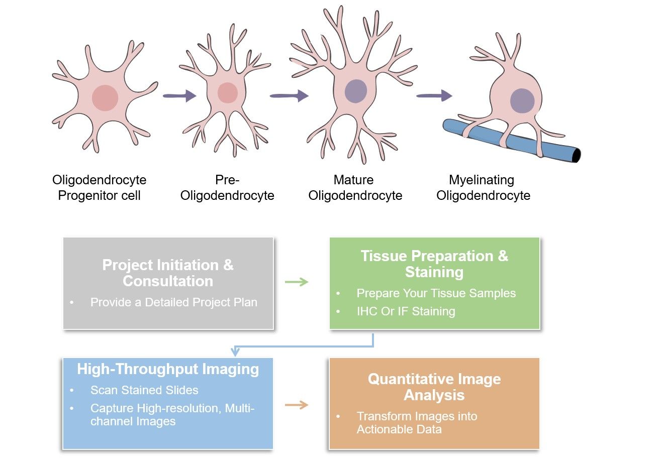 Core steps of oligodendrocyte immunophenotyping. (Creative Biolabs Original)