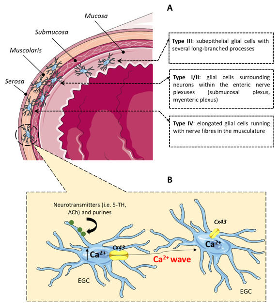 Fig 1. Enteric Glial Cell Distribution and Signaling Activation. (OA Literature)