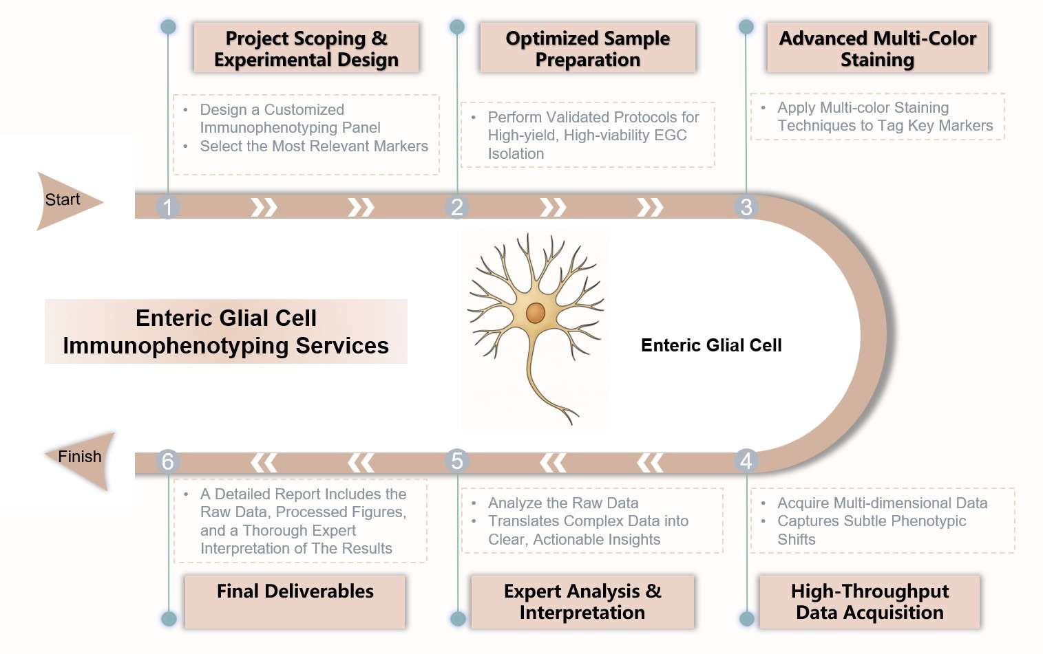 Core steps of enteric glial immunophenotyping. (Creative Biolabs Original)