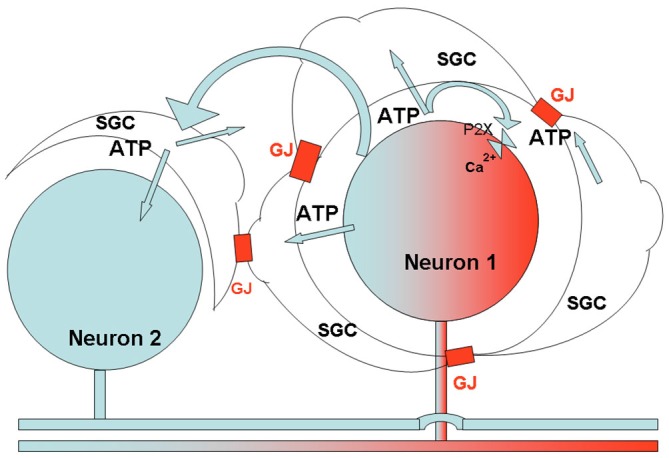 Fig 1. Purinergic signaling and calcium-mediated communication between satellite glial cells and sensory neurons. (OA Literature)
